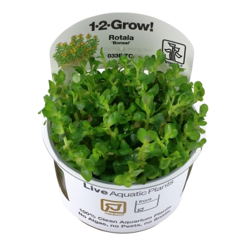 Rotala indica 'Bonsai' - Bonsai / Indische Rotala 1-2-Grow!